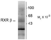 Western blot of hippocampal lysate showing specific immunolabeling of the ~48k RXR-beta protein.