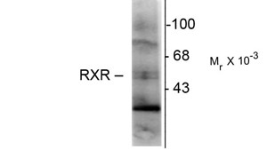 Western blot of hippocampal lysate showing immunolabeling of the ~48k RXR-y isotype.