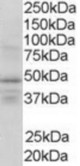 Antibody (0.3 ug/ml) staining of human brain lysate (35 ug protein in RIPA buffer). Primary incubation was 1 hour. Detected by chemiluminescence.