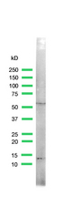 Western blot of RXRG antibody on NIH3T3 cells.