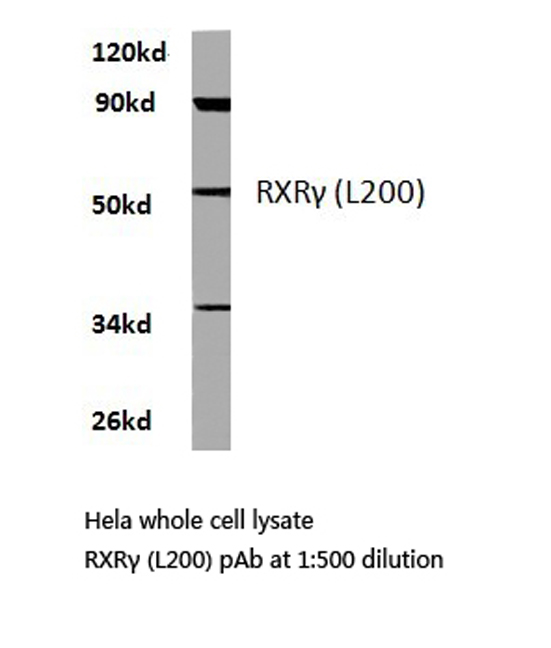 Western blot of Retinoid X Receptor (L200) pAb in extracts from HeLa cells.