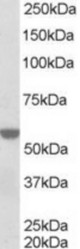 (0.5 ug/ml) Staining of A431 lysate (35 ug protein in RIPA buffer). Primary incubation was 1 hour. Detected by chemiluminescence.