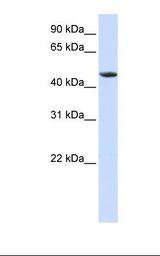 HepG2 cell lysate. Antibody concentration: 1.0 ug/ml. Gel concentration: 12%.