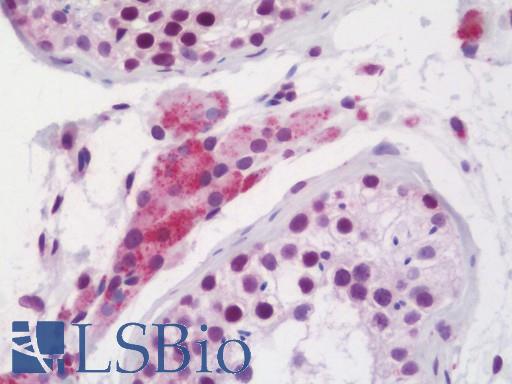 Anti-RXTA / RXR-Alpha antibody IHC staining of human testis. Immunohistochemistry of formalin-fixed, paraffin-embedded tissue after heat-induced antigen retrieval. Antibody LS-B10701 dilution 1:50.