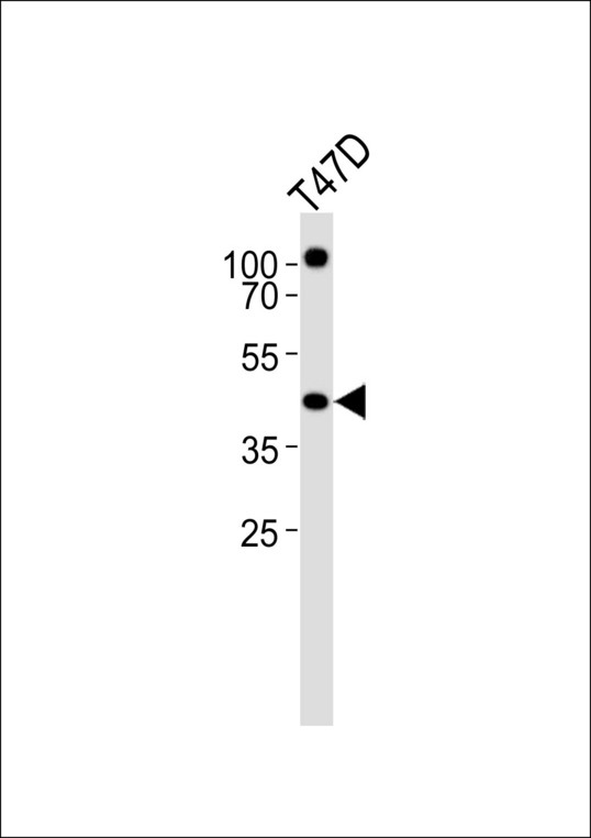 Western blot of lysate from T47D cell line, using RXRA Antibody. Antibody was diluted at 1:1000. A goat anti-rabbit IgG H&L (HRP) at 1:5000 dilution was used as the secondary antibody. Lysate at 35ug.