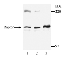 Detection of Raptor in whole cell lysates of rat L6 (1) mouse C2C12 (2) and Human HEK293 (3) cells by Western blotting using Rabbit anti-Human Raptor (LS-C43066).