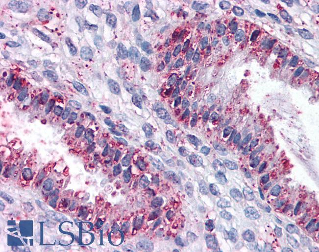 Anti-DPEP1 antibody LS-A8265 IHC of human uterus. Immunohistochemistry of formalin-fixed, paraffin-embedded tissue after heat-induced antigen retrieval.