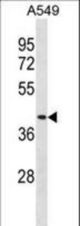 DPEP1 Antibody western blot of A549 cell line lysates (35 ug/lane). The DPEP1 antibody detected the DPEP1 protein (arrow).