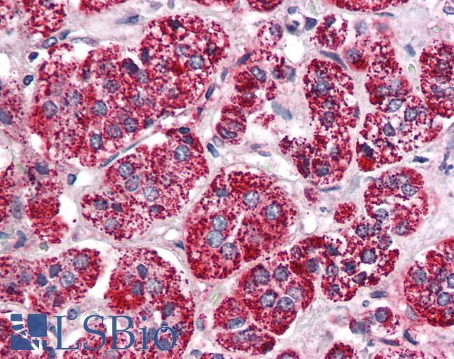 Anti-DPEP1 antibody LS-A9781 IHC of human adrenal. Immunohistochemistry of formalin-fixed, paraffin-embedded tissue after heat-induced antigen retrieval.