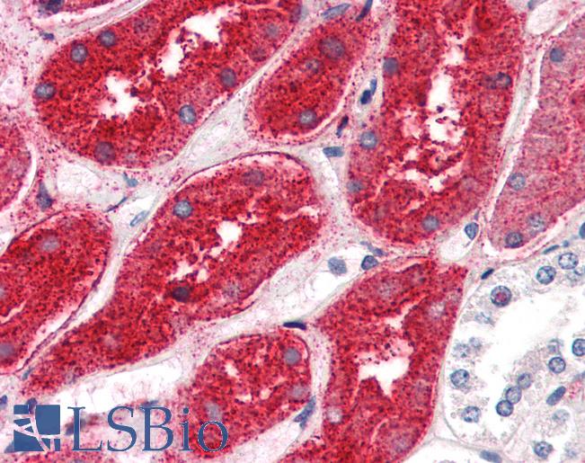 Anti-DPEP1 antibody LS-A9782 IHC of human kidney. Immunohistochemistry of formalin-fixed, paraffin-embedded tissue after heat-induced antigen retrieval.