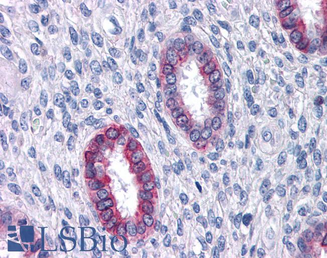 Anti-DPEP1 antibody LS-A8268 IHC of human uterus. Immunohistochemistry of formalin-fixed, paraffin-embedded tissue after heat-induced antigen retrieval.