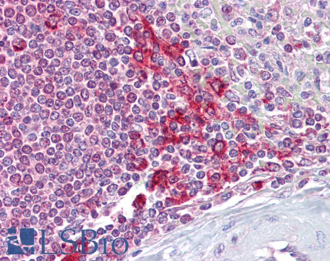 Anti-DPF2 antibody IHC of human spleen. Immunohistochemistry of formalin-fixed, paraffin-embedded tissue after heat-induced antigen retrieval. Antibody LS-B7012 concentration 5 ug/ml.