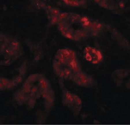 Immunofluorescence of REQUIEM in human kidney tissue with REQUIEM antibody at 20 ug/ml.