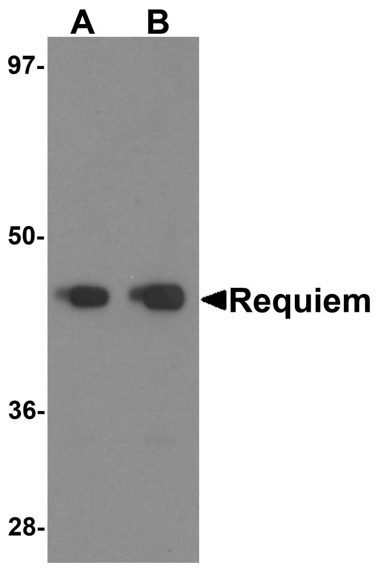 Western blot analysis of Requiem in mouse kidney tissue lysate with Requiem antibody at 1 ug/ml.