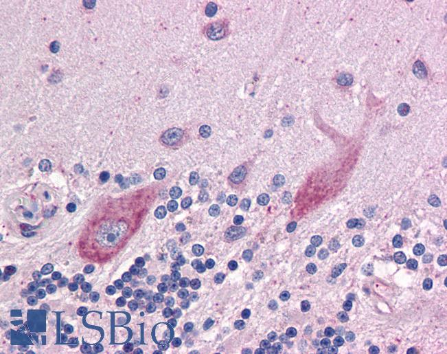 Anti-DPF2 antibody IHC of human brain, cerebellum. Immunohistochemistry of formalin-fixed, paraffin-embedded tissue after heat-induced antigen retrieval. Antibody LS-B4402 concentration 2.5 ug/ml.