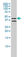 DPF2 monoclonal antibody clone 2F6 Western blot of DPF2 expression in LNCaP.