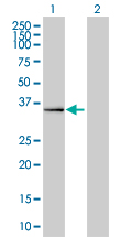 Western blot of DPF2 expression in transfected 293T cell line by DPF2 monoclonal antibody clone 2F6.