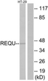 Western blot of extracts from HT-29 cells, using REQU Antibody. The lane on the right is treated with the synthesized peptide.