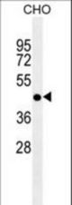 DPF2 antibody western blot of CHO cell line lysates (35 ug/lane). The DPF2 antibody detected the DPF2 protein (arrow).