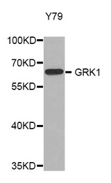 Western blot analysis of extracts of Y79 cell line, using GRK1 antibody.