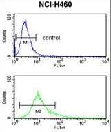 S100A10 Antibody flow cytometry of NCI-H460 cells (bottom histogram) compared to a negative control cell (top histogram). FITC-conjugated goat-anti-rabbit secondary antibodies were used for the analysis.