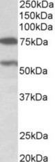 PRODH antibody (0.3 ug/ml) staining of Human Cerebellum lysate (35 ug protein in RIPA buffer). Primary incubation was 1 hour. Detected by chemiluminescence.