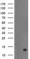 HEK293T cells were transfected with the pCMV6-ENTRY control (Left lane) or pCMV6-ENTRY S100P (Right lane) cDNA for 48 hrs and lysed. Equivalent amounts of cell lysates (5 ug per lane) were separated by SDS-PAGE and immunoblotted with anti-S100P.