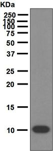 Western blot analysis on BxPC-3 cell lysate using anti-S100P antibody.