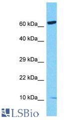 S100Z antibody Western Blot of HeLa. Antibody dilution: 1 ug/ml.