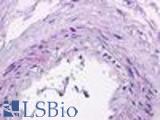 Anti-S1PR1 / EDG1 antibody LS-A1012 IHC of human heart, vessel. Immunohistochemistry of formalin-fixed, paraffin-embedded tissue after heat-induced antigen retrieval.
