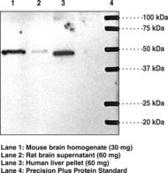 Western blot of EDG1 / S1P1 antibody LS-C11168.