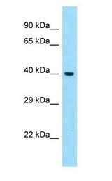 S1PR1 / EDG1 / SIP1 antibody Western Blot of Fetal Liver.