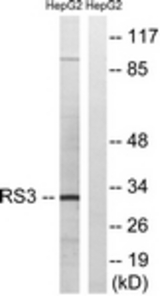 Western blot of extracts from HepG2 cells, using RPS3 Antibody. The lane on the right is treated with the synthesized peptide.