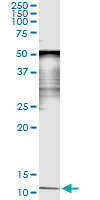 Immunoprecipitation of SAA4 transfected lysate using anti-SAA4 monoclonal antibody and Protein A Magnetic Bead, and immunoblotted with SAA4 rabbit polyclonal antibody.