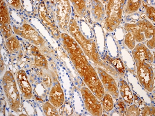 IHC of paraffin-embedded normal kidney tissue using anti-SAA4 antibody (cat# 2701-1).