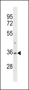 AOS1 Antibody (V315) western blot of 293 cell line lysates (35 ug/lane). The AOS1 antibody detected the AOS1 protein (arrow).