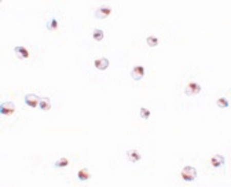 Immunocytochemistry of SAE2 in 293 cells with SAE2 antibody at 4 ug/ml.
