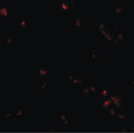 Immunofluorescence of SAE2 in 293 cells with SAE2 antibody at 20 ug/ml.