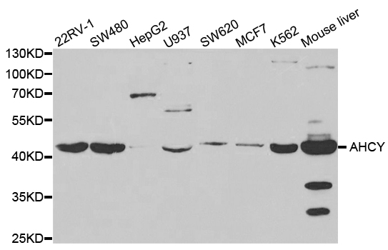 Western blot analysis of extracts of various cell lines, using AHCY antibody.