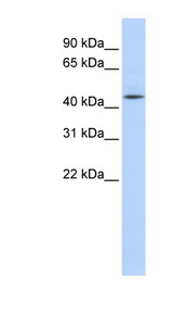 AHCY antibody LS-C111328 Western blot of Fetal Liver lysate.