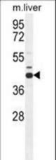 AHCY Antibody western blot of mouse liver tissue lysates (35 ug/lane). The AHCY antibody detected the AHCY protein (arrow).