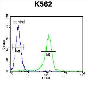 AHCY Antibody flow cytometry of K562 cells (right histogram) compared to a negative control cell (left histogram). FITC-conjugated goat-anti-rabbit secondary antibodies were used for the analysis.