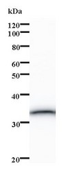Western blot of immunized recombinant protein using CIP29 antibody.