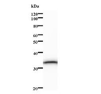 Western blot analysis of immunized recombinant protein, using anti-CIP29 monoclonal antibody.
