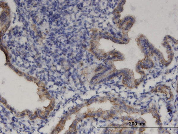 Immunoperoxidase of monoclonal antibody to PRODH on formalin-fixed paraffin-embedded human endometrium. [antibody concentration 3 ug/ml]