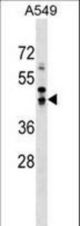 SAV1 Antibody western blot of A549 cell line lysates (35 ug/lane). The SAV1 antibody detected the SAV1 protein (arrow).