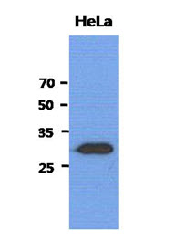 Western Blot: The cell lysates of HeLa (40 ug) were resolved by SDS-PAGE, transferred to PVDF membrane and probed with anti-human SBDS antibody (1:3000). Proteins were visualized using a goat anti-mouse secondary antibody conjugated to HRP and an ECL detection system.