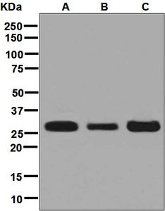 Western blot analysis on (A) 293T, (B) HepG2, and (C) Caco-2 cell lysates using anti-SBDS antibody.