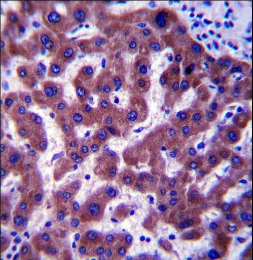 ERG25 Antibody immunohistochemistry of formalin-fixed and paraffin-embedded human liver tissue followed by peroxidase-conjugated secondary antibody and DAB staining.
