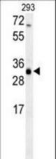 ERG25 Antibody western blot of 293 cell line lysates (35 ug/lane). The ERG25 antibody detected the ERG25 protein (arrow).